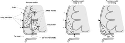 On the Keyhole Hypothesis: High Mutual Information between Ear and Scalp EEG